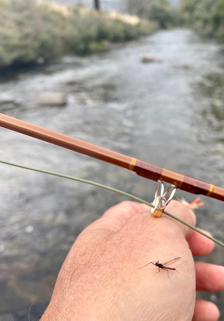 Rod, mayfly and stream - the beauty of fly fishing