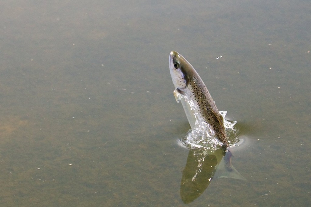 Red spinner leaping Atlantic Salmon on the casting pool