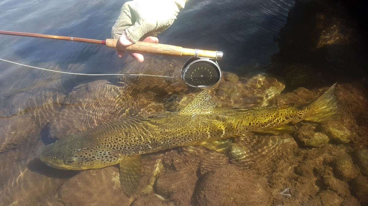 Von Reibnitz rod with NZ Trout