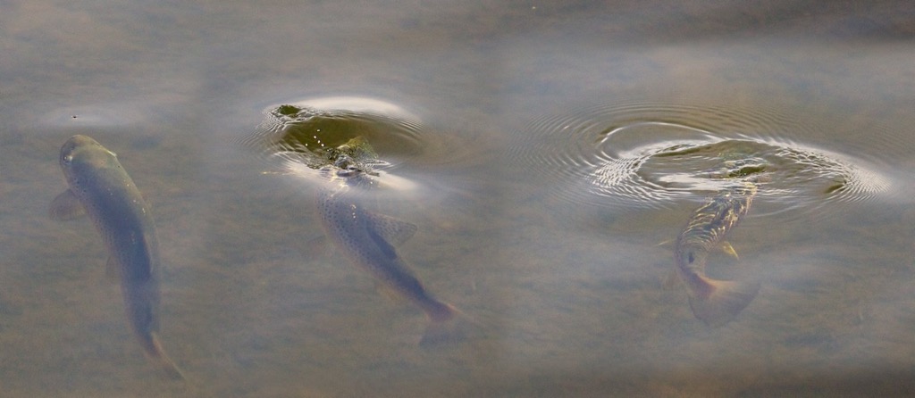 Rise sequence of a brown taking a caenid on the casting pool