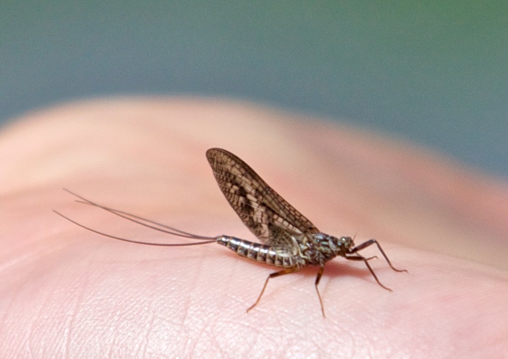 Lamda dun.  Atelophloebia Australias.  The dun of the 