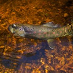 015-tannin-creek-dave-darkfish.jpg