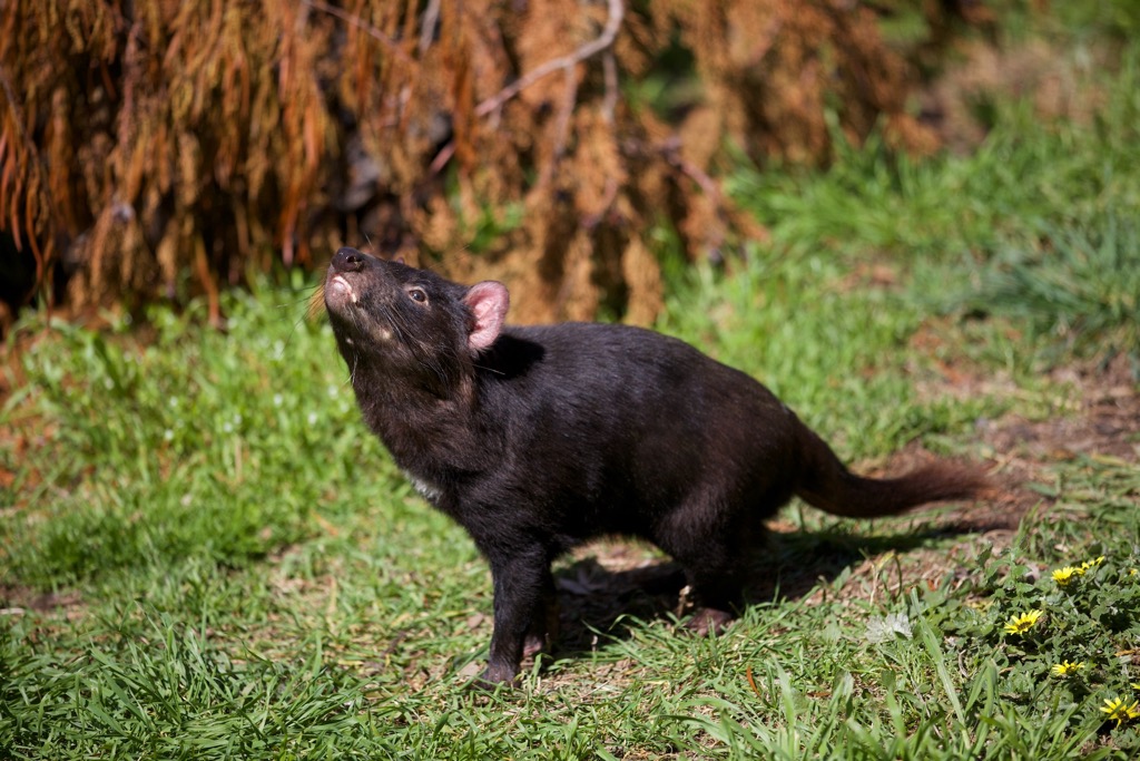 Tasmanian Devil - hopefully on the way back