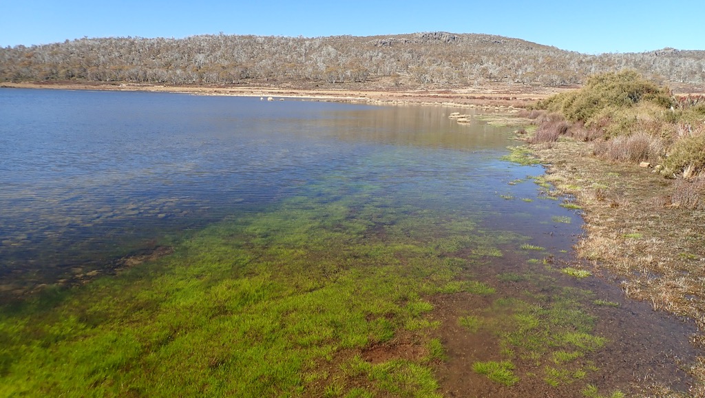 Tasmanian Western Lakes - clear and full of wild brown trout.  Catching them isn't always easy though