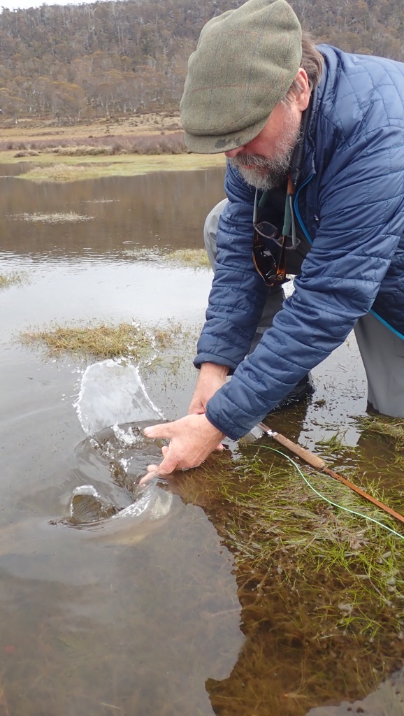 Tasmanian Western Lakes wild brown trout action