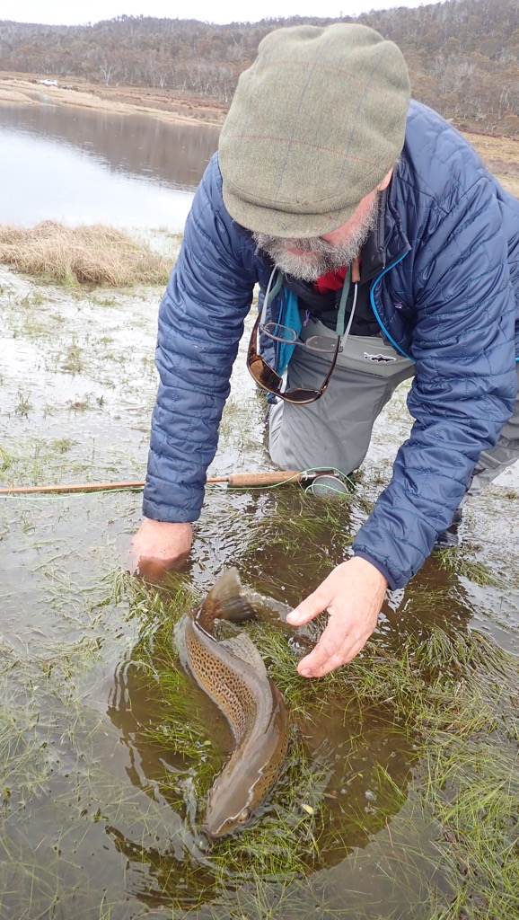 Tasmanian Western Lakes wild brown trout action