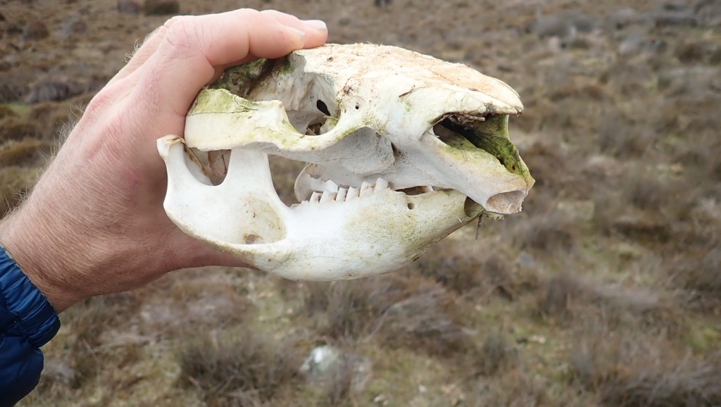 Wombat skull