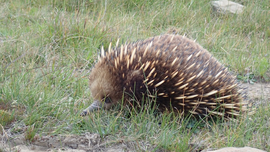 Echidna
