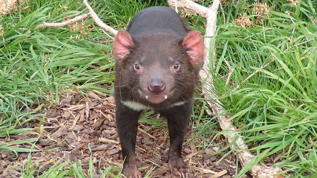 Tasmanian Devil