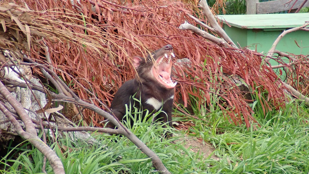 Tasmanian Devil