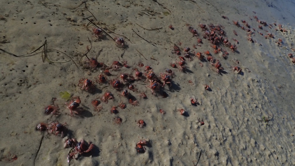 Tasmanian Soldier Crabs