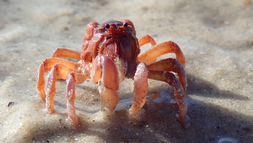 Tasmanian Soldier Crab