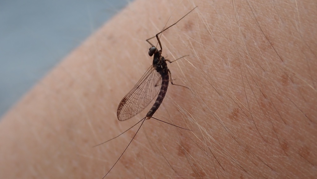 Tasmanian Mayfly spinner
